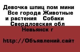 Девочка шпиц пом мини - Все города Животные и растения » Собаки   . Свердловская обл.,Невьянск г.